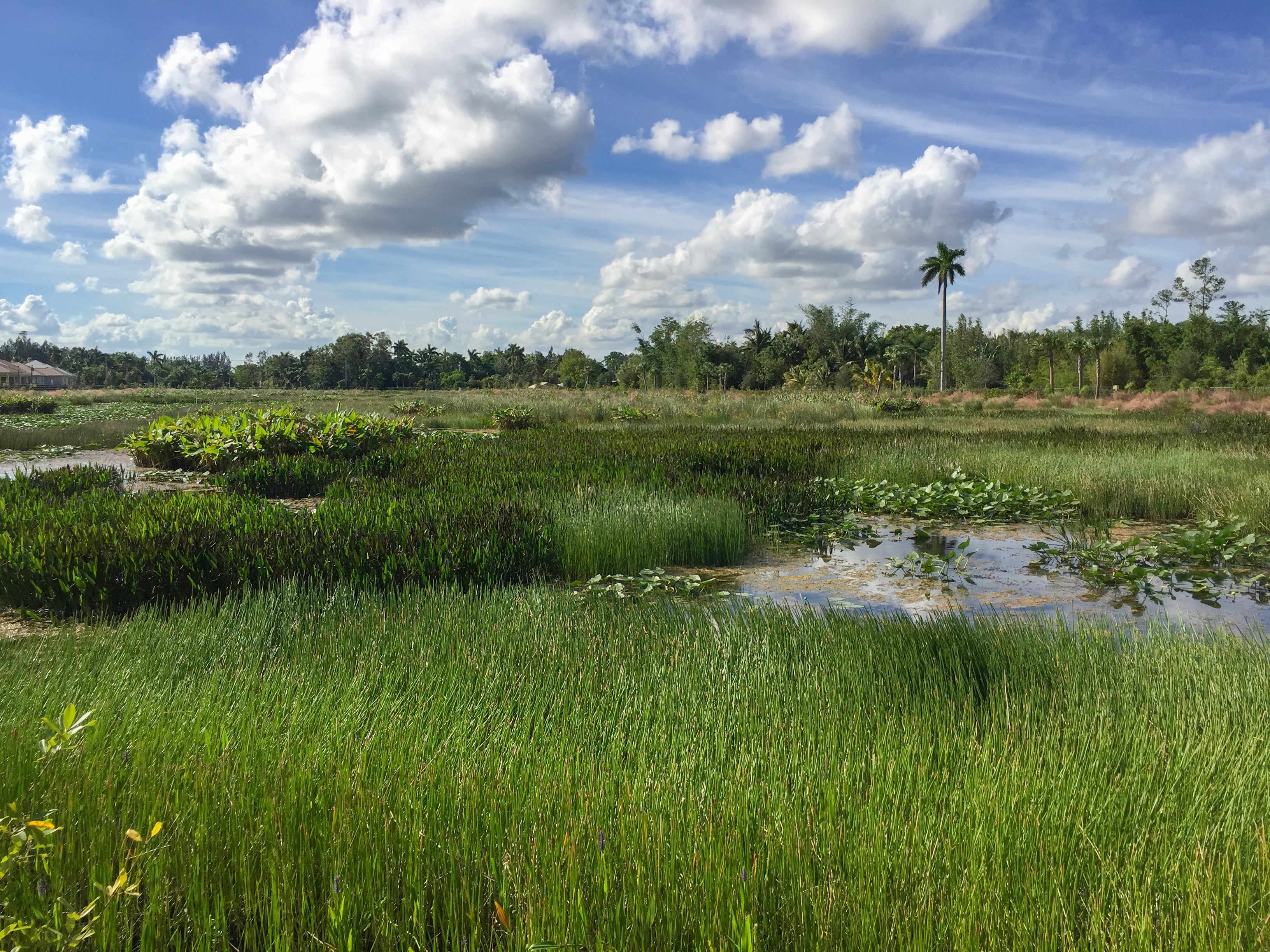 Shallow marsh holding water