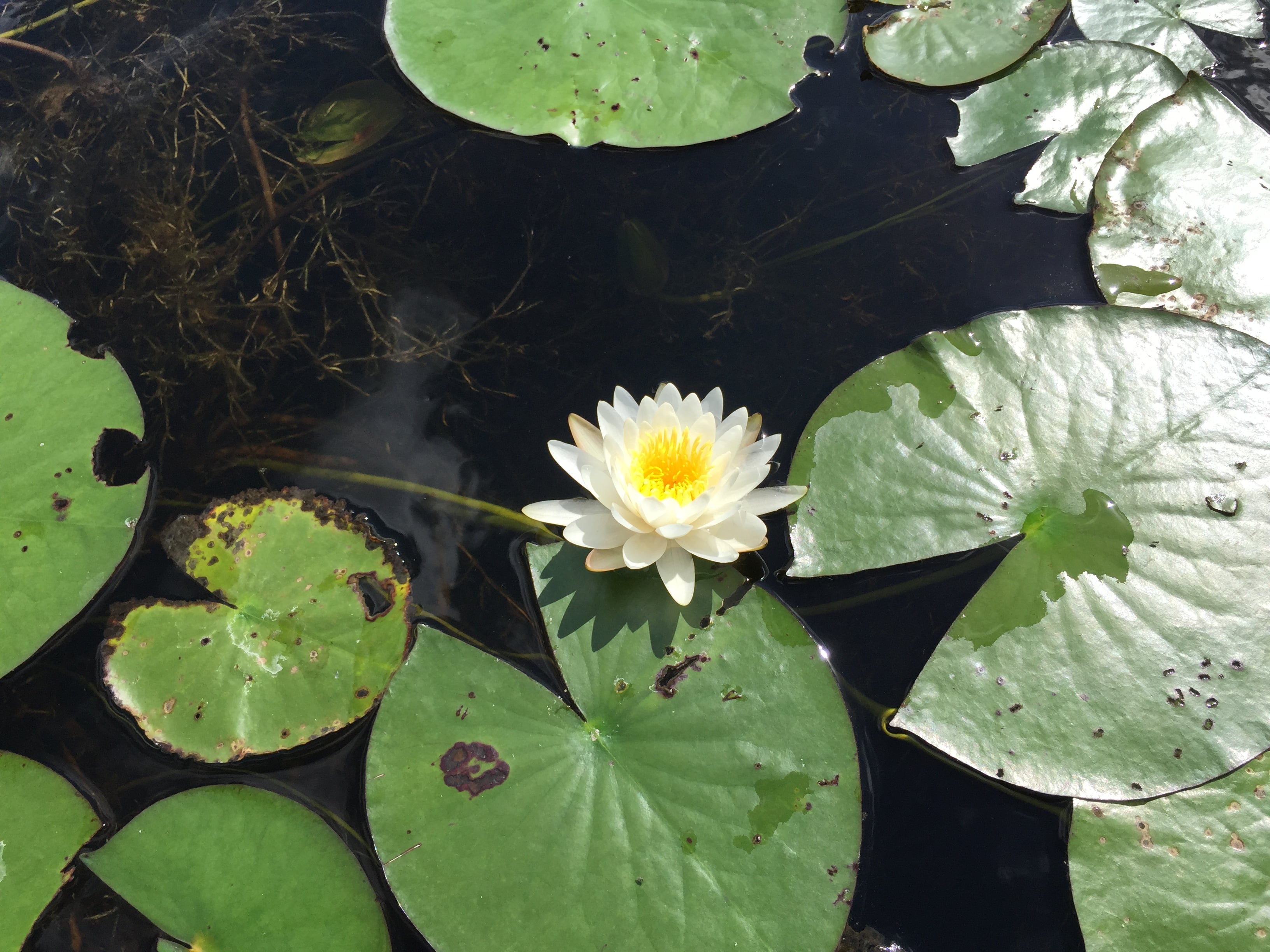 Water lily